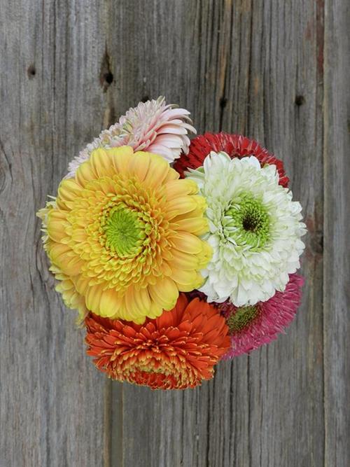 ASSORTED GERONDO GERBERA DAISY